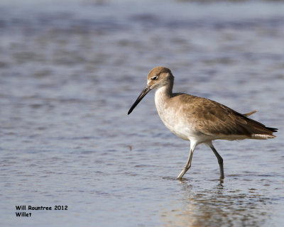 _MG_8255_Willet.jpg