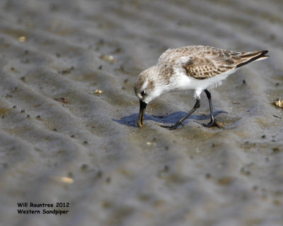 _MG_8361_WesternSandpiper.jpg