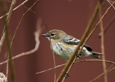 _MG_8486_Yellow-rumpWarbler.jpg