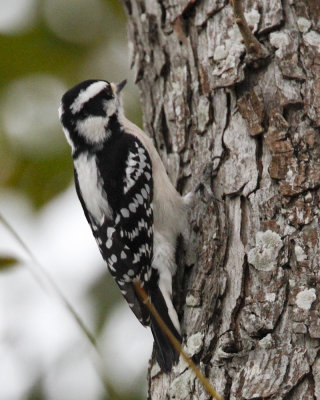 _MG_8498_DownyWoodpecker.jpg