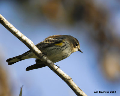 _MG_8557_Yellow-rumpWarbler.jpg