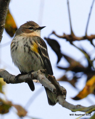 _MG_8627_Yellow-rumpWarbler.jpg