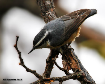 _MG_8819_RedbreastedNuthatch.jpg