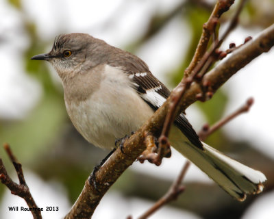 _MG_8822_Mockingbird.jpg