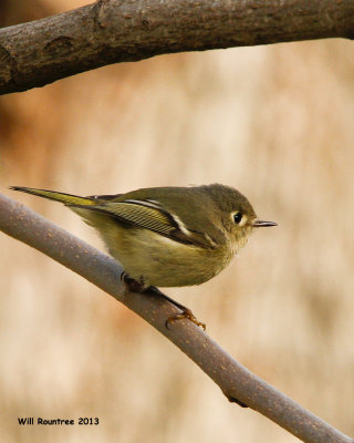 _MG_9217_RubycrownKinglet.jpg