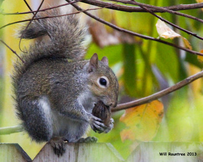 _MG_9252_GreySquirrel.jpg