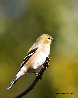 _MG_9455_AmGoldfinch.jpg