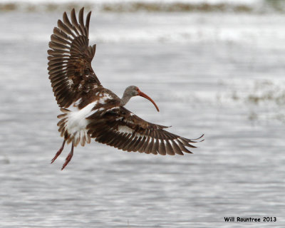 _MG_9701_WhiteIbis.jpg
