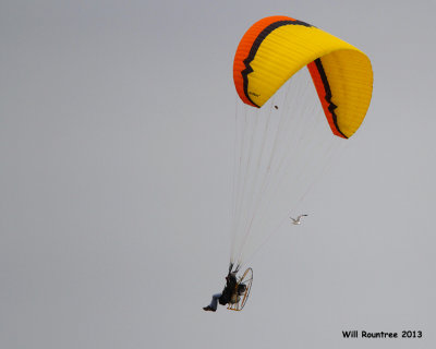 _MG_9739_manBird.jpg