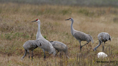 _MG_9900_SandhillCrane.jpg