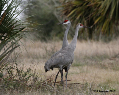 _MG_9911_SandhillCrane.jpg
