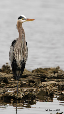 _MG_9925_GreatBlueHeron.jpg