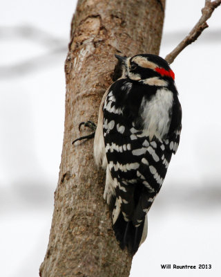 _MG_0138_DownyWoodpecker.jpg