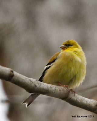 _MG_0064_AmGoldfinch.jpg