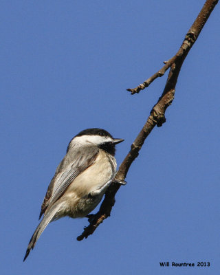 _MG_0278_CarolinaChickadee.jpg