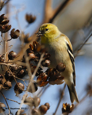 _MG_0339_AmericanGoldfinch.jpg
