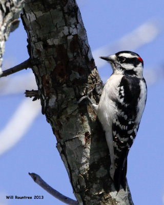 _MG_0440_DownyWoodpecker.jpg