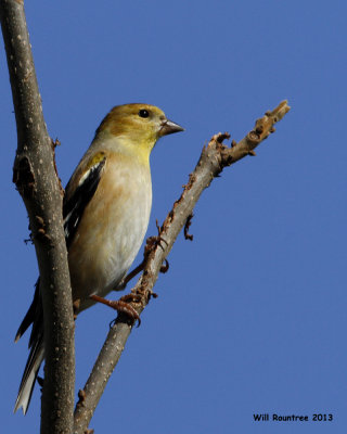 _MG_0464_AmericanGoldfinch.jpg