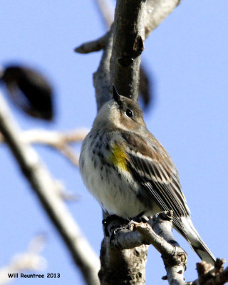 _MG_0510_YellowRumpWarb.jpg