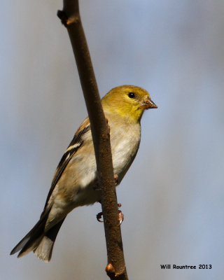 _MG_0563_AmericanGoldfinch.jpg