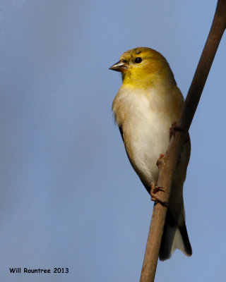 _MG_0684_AmericanGoldfinch.jpg