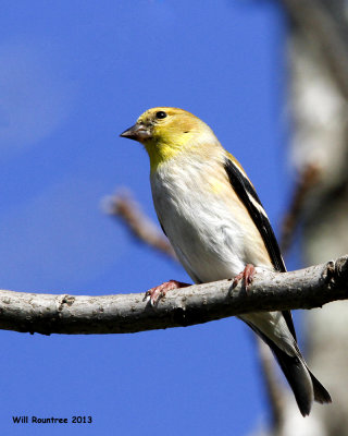 _MG_0696_AmericanGoldfinch.jpg