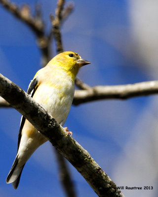 _MG_0714_AmericanGoldfinch.jpg