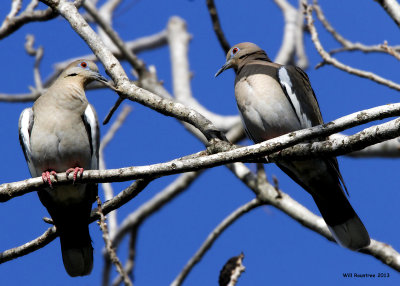 _MG_0726_WhitewingDove.jpg