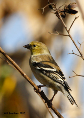 _MG_0748_AmericanGoldfinch.jpg