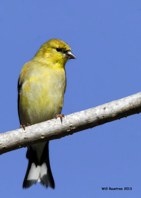 _MG_0778_AmericanGoldfinch.jpg