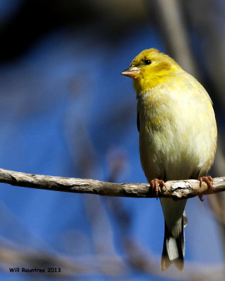 _MG_0822_AmericanGoldfinch.jpg