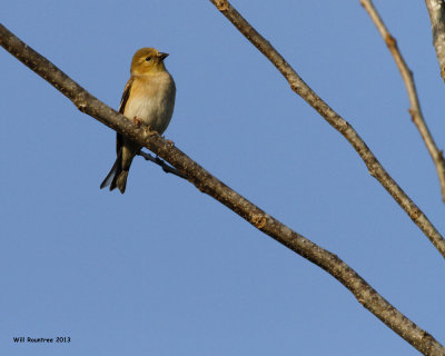 _MG_0973_AmericanGoldfinch.jpg