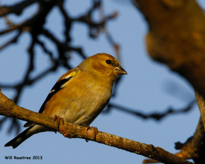 _MG_1098_AmericanGoldfinch.jpg