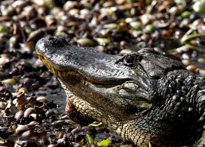 _MG_1295_Gator.jpg