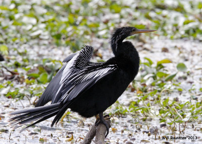 _MG_1379_Anhinga.jpg