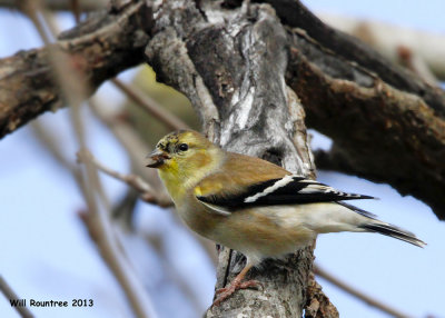 _MG_1486_AmericanGoldfinch.jpg