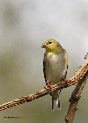 _MG_1554_AmericanGoldfinch.jpg