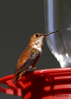 _MG_1698_RufusHummingbird.jpg