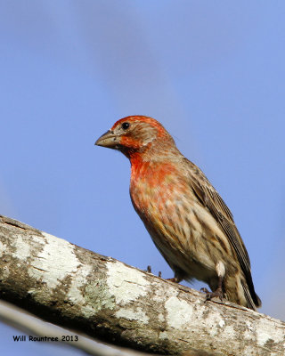 _MG_1713_HouseFinch.jpg