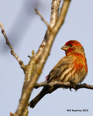 _MG_1773_HouseFinch.jpg
