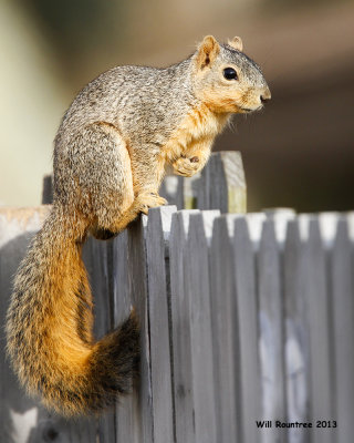 _MG_1799_FoxSquirrel.jpg