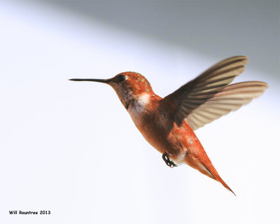 _MG_1849_RufusHummingbird.jpg