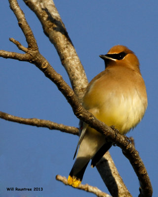 _MG_2330_CedarWaxwing.jpg