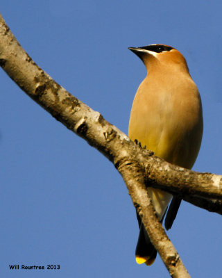 _MG_2351_CedarWaxwing.jpg