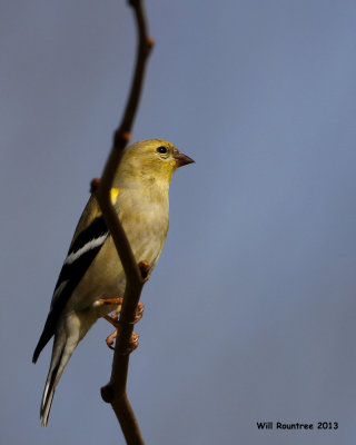 _MG_2418_AmGoldfinch.jpg