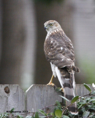 _MG_2433_CoopersHawk.jpg