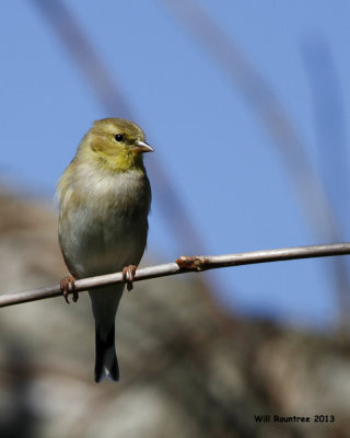 _MG_2575_AmGoldfinch.jpg