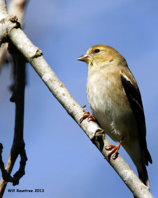 _MG_2586_AmGoldfinch.jpg