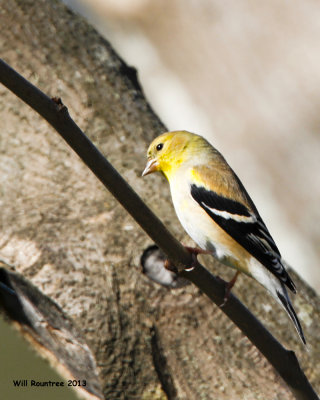 _MG_2666_AmGoldfinch.jpg