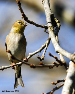 _MG_2676_AmGoldfinch.jpg